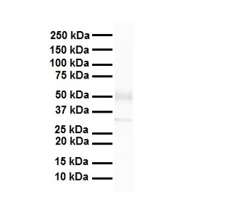 Zfp36l1 Rabbit Polyclonal Antibody