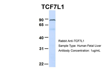 TCF7L1 Rabbit Polyclonal Antibody