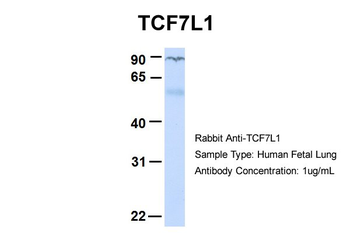 TCF7L1 Rabbit Polyclonal Antibody
