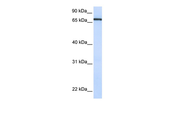 TCF7L1 Rabbit Polyclonal Antibody