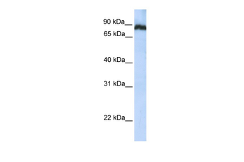 TAF1C Rabbit Polyclonal Antibody