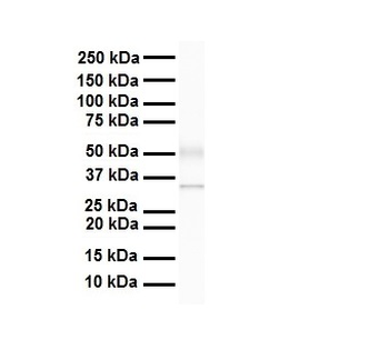 Arih2 Rabbit Polyclonal Antibody