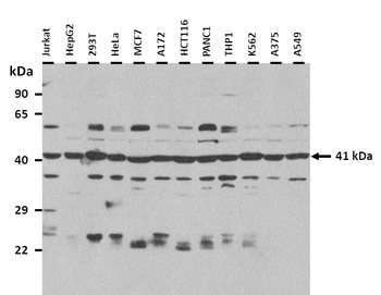 PSMD4 Rabbit Polyclonal Antibody