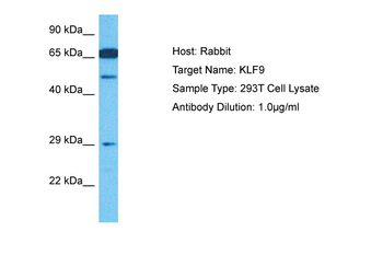 KLF9 Rabbit Polyclonal Antibody