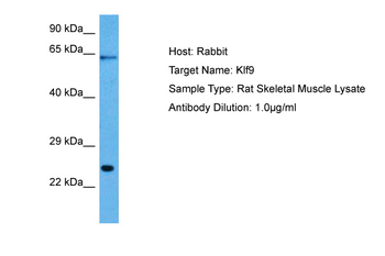 KLF9 Rabbit Polyclonal Antibody