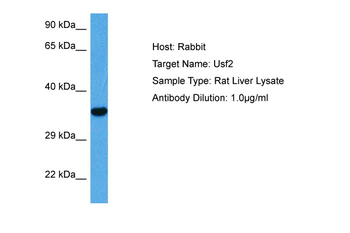 USF2 Rabbit Polyclonal Antibody