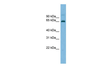 TRIM25 Rabbit Polyclonal Antibody