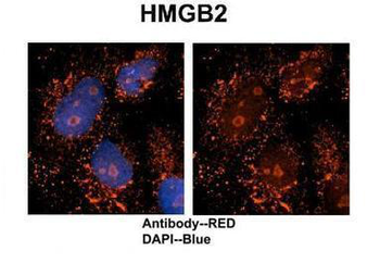 HMGB2 Rabbit Polyclonal Antibody