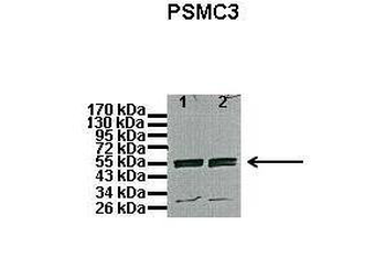 PSMC3 Rabbit Polyclonal Antibody