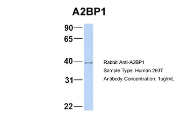A2BP1 Rabbit Polyclonal Antibody
