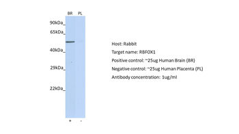 A2BP1 Rabbit Polyclonal Antibody