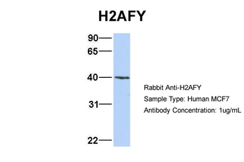 H2AFY Rabbit Polyclonal Antibody