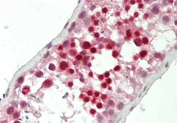 DEFB129 Rabbit Polyclonal Antibody