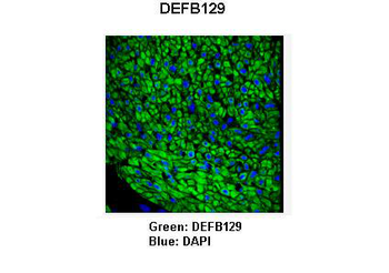 DEFB129 Rabbit Polyclonal Antibody