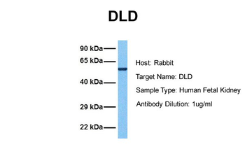DLD Rabbit Polyclonal Antibody