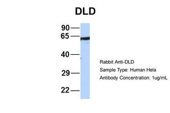 DLD Rabbit Polyclonal Antibody