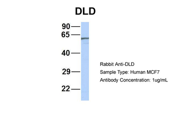 DLD Rabbit Polyclonal Antibody