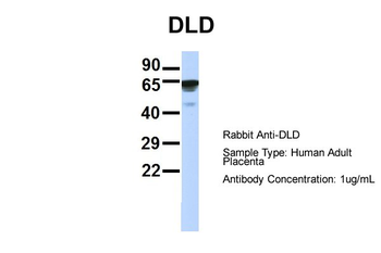 DLD Rabbit Polyclonal Antibody