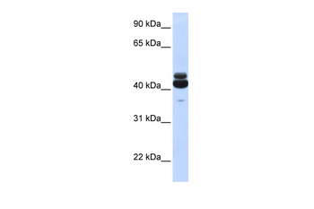 GNA15 Rabbit Polyclonal Antibody