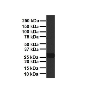 PDGFB Rabbit Polyclonal Antibody