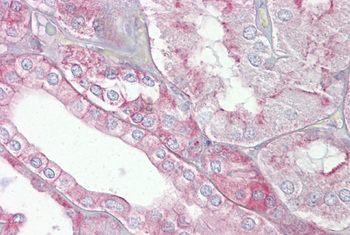 SPTAN1 Rabbit Polyclonal Antibody