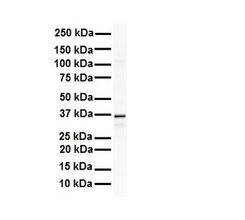 GAPDH Rabbit Polyclonal Antibody