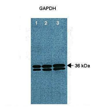 GAPDH Rabbit Polyclonal Antibody
