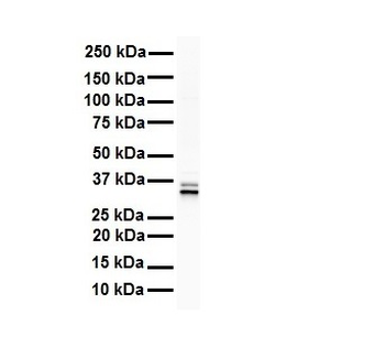 GAPDH Rabbit Polyclonal Antibody
