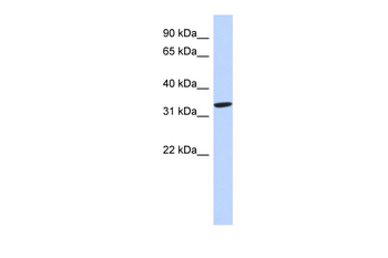 AZGP1 Rabbit Polyclonal Antibody