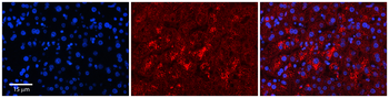 LYPLA2 Rabbit Polyclonal Antibody