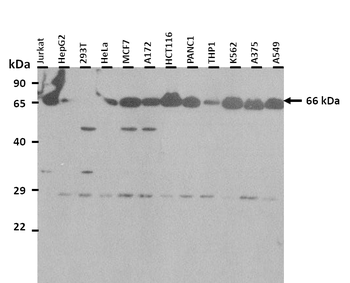 GNL3L Rabbit Polyclonal Antibody