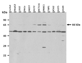 GNL3L Rabbit Polyclonal Antibody