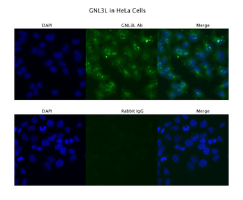 GNL3L Rabbit Polyclonal Antibody