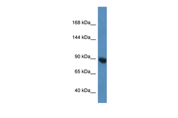 Eif2c3 Rabbit Polyclonal Antibody