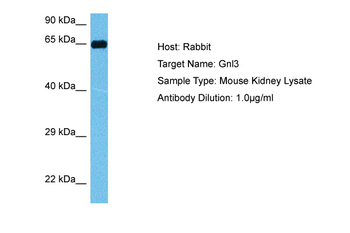 GNL3 Rabbit Polyclonal Antibody