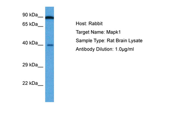 MAPK1 Rabbit Polyclonal Antibody