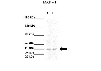 MAPK1 Rabbit Polyclonal Antibody