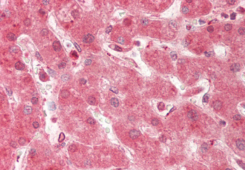 GABARAPL1 Rabbit Polyclonal Antibody