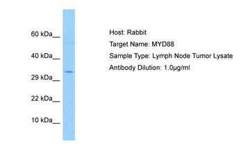 MYD88 Rabbit Polyclonal Antibody