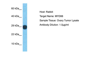 MYD88 Rabbit Polyclonal Antibody