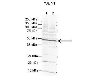 PSEN1 Rabbit Polyclonal Antibody