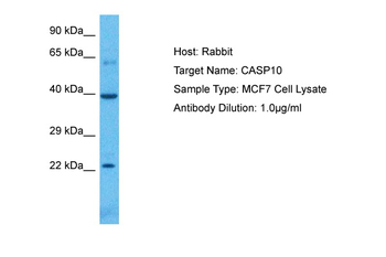 CASP10 Rabbit Polyclonal Antibody