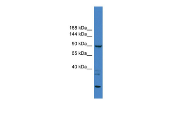 TLR4 Rabbit Polyclonal Antibody