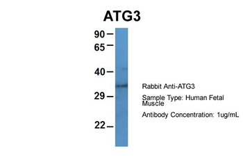 ATG3 Rabbit Polyclonal Antibody