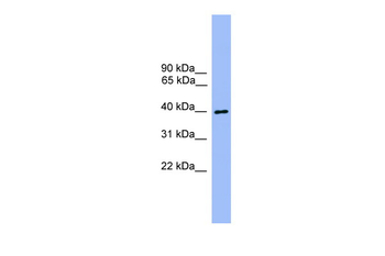 ATG3 Rabbit Polyclonal Antibody