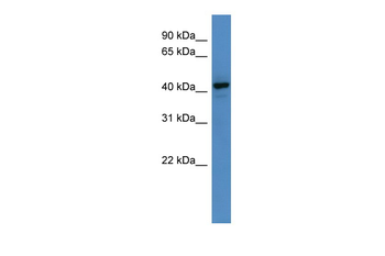 RNF128 Rabbit Polyclonal Antibody