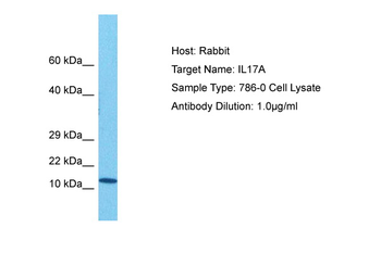 IL17A Rabbit Polyclonal Antibody