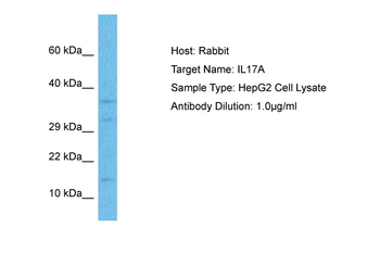 IL17A Rabbit Polyclonal Antibody