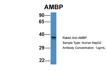 AMBP Rabbit Polyclonal Antibody