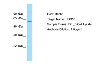 CDC16 Rabbit Polyclonal Antibody